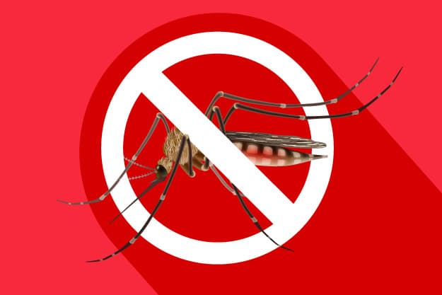 mosquito del dengue