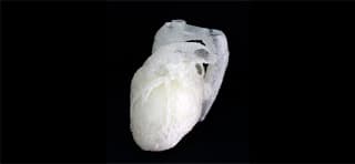 primer-corazon-impreso-en-3d-bogota-colombia