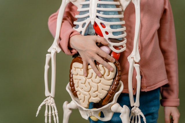 esqueleto-organos-y-tejidos