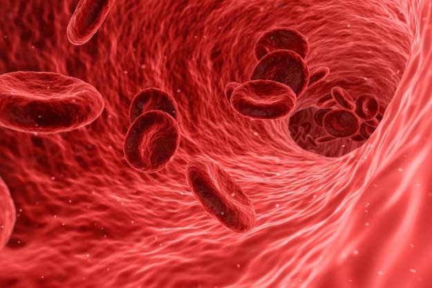 glóbulos rojos por sistemas circulatorio 